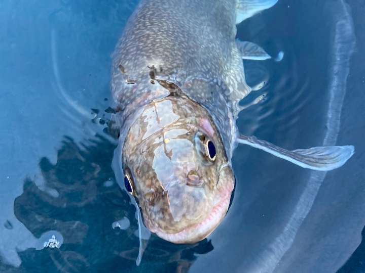 A lake trout that hatched when JFK was president was found alive in Lake Superior