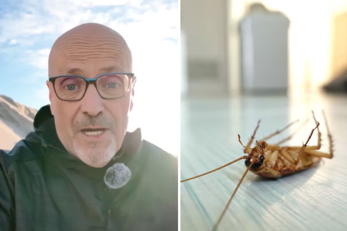 "Tremendamente sencillo". Adiós cucarachas: el remedio casero y barato que las elimina para siempre, según un veterinario
