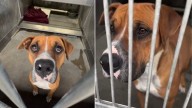Tears Of Joy As Fearful Dog In California Shelter Is Saved Just 10 Minutes Before Euthanasia