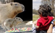Bebé capibara conquista al público del Bioparque Estrella de Nuevo León