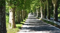 Delays for council plan to put trees on verge whether residents want it or not