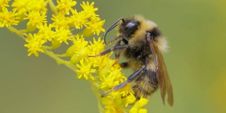 How you can participate in the Great Southeast Pollinator Census