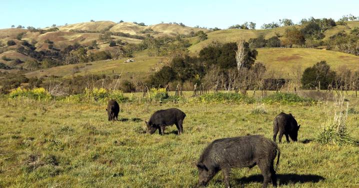 Exposure to rat poison turns meat of wild pigs blue, authorities in Monterey County warn