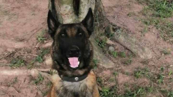Ataque en Amalfi también cobró la vida de dos perros antiexplosivos