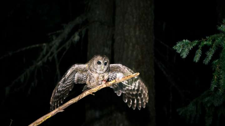 Trump admin dismisses Endangered Species List as “Hotel California”