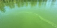 Health officials warn of algae bloom on Ross Island Lagoon in Portland