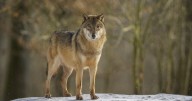 New study raises questions about effectiveness of wolf hunting as a tool to help ranchers