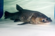 NWA outdoor events: New hours for Springdale nature center; catch carp for cash