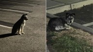 Heartbroken Pup Waits Day After Day In California Parking Lot, Hoping Her Owner Will Return