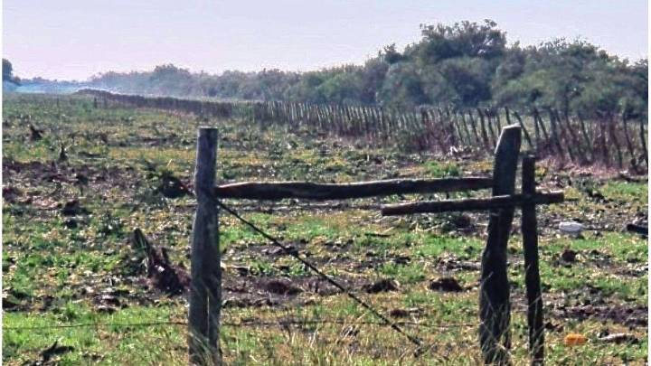 Villaguay: la Justicia ordenó la regeneración natural de un bosque nativo