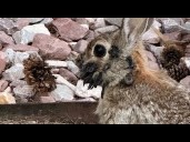 Rabbits with ‘tentacles’ spotted in Colorado
