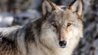 Judge rules Fish and Wildlife broke the law in denying wolves federal protections
