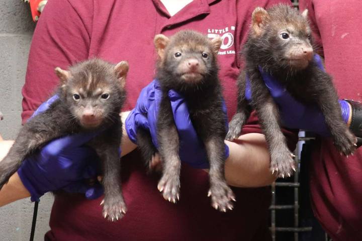 3 Adorable Bush Dog Puppies Were Just Born at Arkansas Zoo