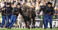 Colorado announces retirement of Ralphie VI — and change to pregame run behind live mascot
