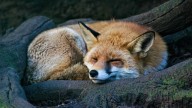 Rabid Fox Attacks Cat In Alexandria Neighborhood, Tests Positive: Health Alert
