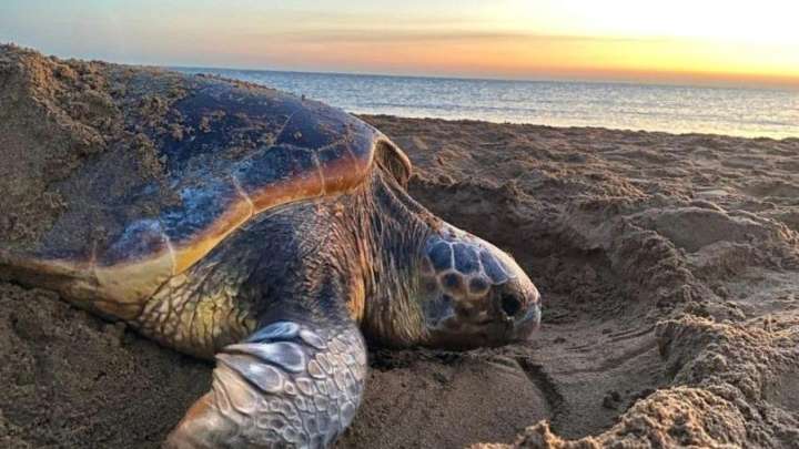 Parlon presidenta y tortugas bobas