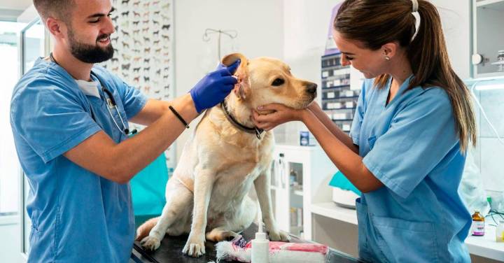 ¿Qué significa que la Corte declare a los animales seres sintientes en Colombia?