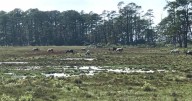 Assateague Island announces closures ahead of Hurricane Erin's arrival