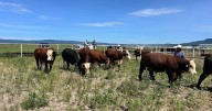 México y EU acuerdan plan binacional contra el gusano barrenador