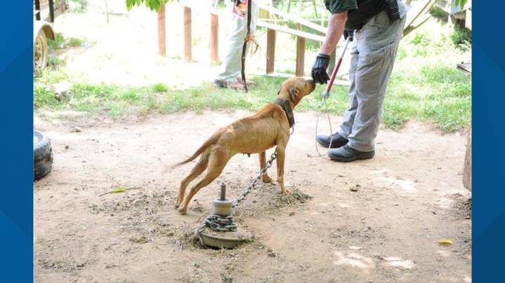 Gaston County man sentenced for dogfighting crimes