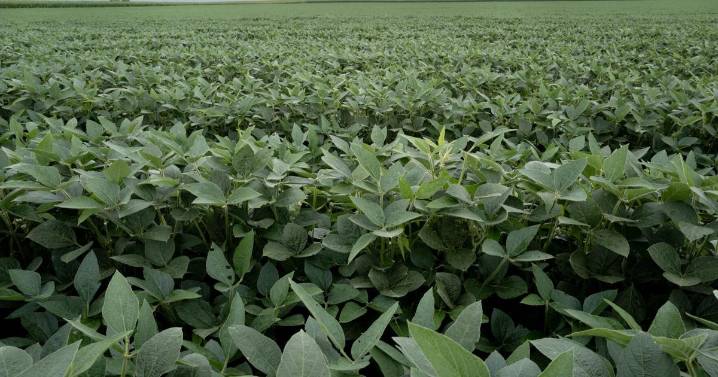 Could soybeans be the key to fighting fires safely?
