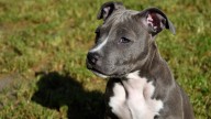 American Staffordshire Terrier vs. Pitbull