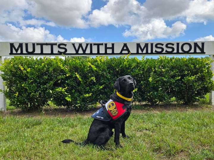 Labrador retriever joins VSP to reduce stress and anxiety