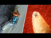 First human screwworm case detected in U.S. as Texas ranchers express concerns about livestock