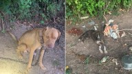 Louisiana Deputies Discover Two Dogs Living In Unimaginable Neglect
