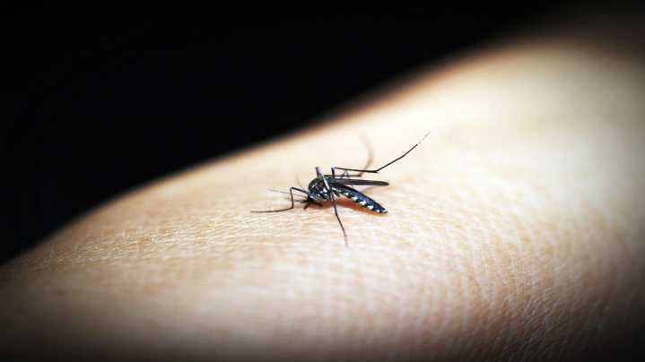 ¿El Dengue es Contagioso? Así se Adquiere la Enfermedad