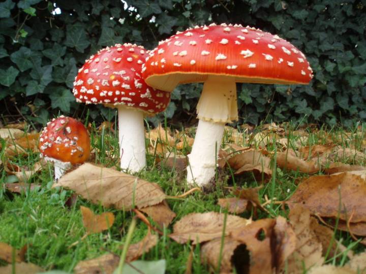 Mushroom ‘microdosing’ trend has led to increased poison control center calls and ER visits