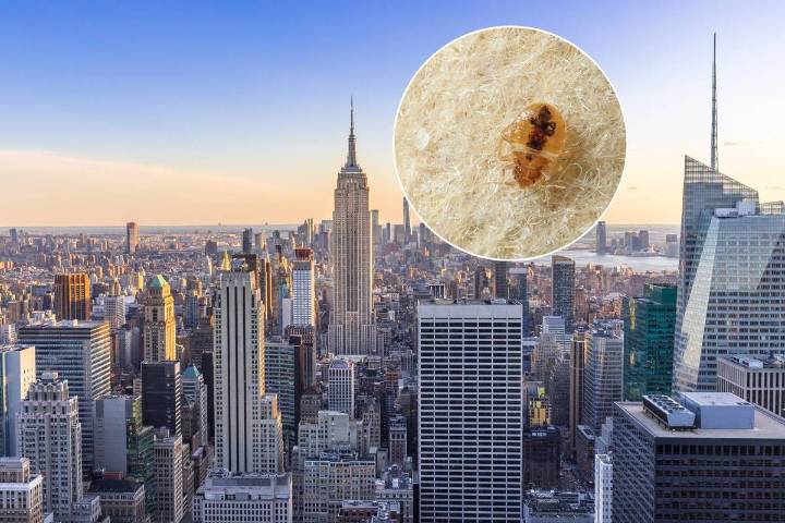 NYC Finally Dethroned As One Of The Most Bed Bug-Infested Cities In America