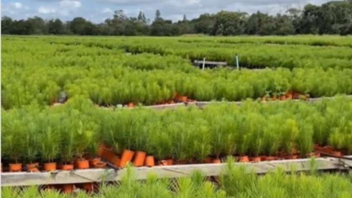 4 millones de plantas de pino caribe sembraron en Uverito