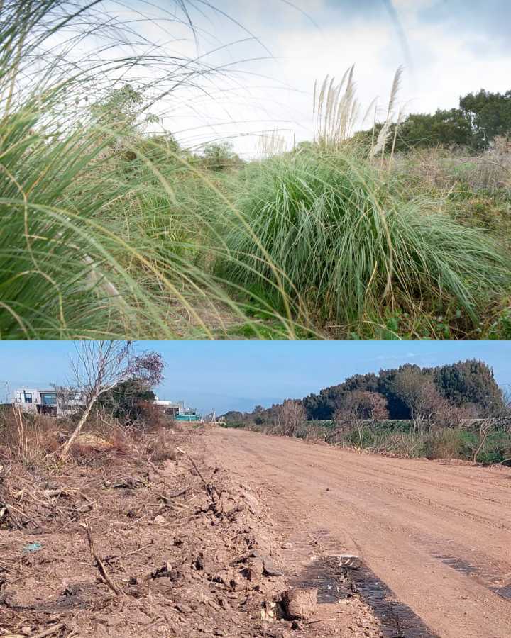 Denuncia en el Ministerio de Ambiente por el desmonte en la Ribera de Hudson