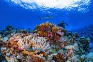 El oscurecimiento de los océanos amenaza la zona fótica y la vida marina