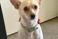 Authorities Search for Hero Dog Who Helped Locate Missing Owner and Then Vanished