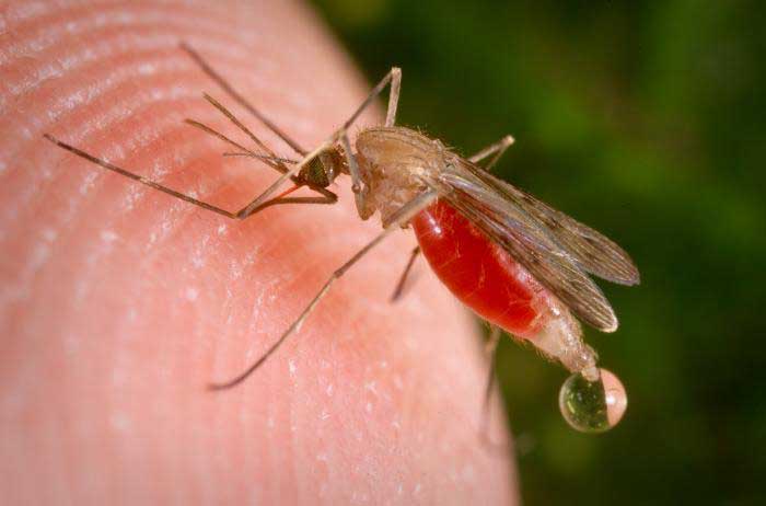 Mississippi’s first West Nile virus death of 2025 reported