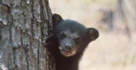 Florida Officials Embrace Medieval Black Bear Hunt With Open Arms