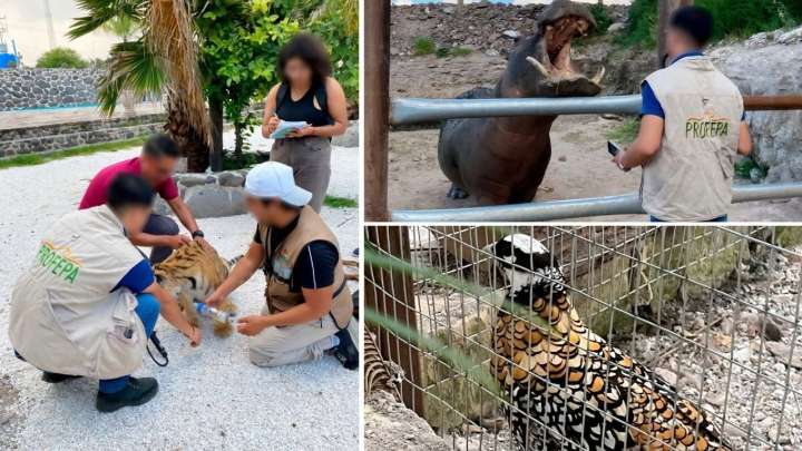 Vivían con un tigre, un hipopótamo y un faisán: Profepa asegura estos animales