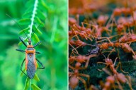 Eight Dangerous Bugs That Can Be Found in Kentucky