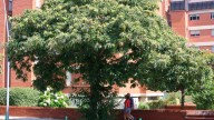 El otoño se une al verano en el valle de Elviña