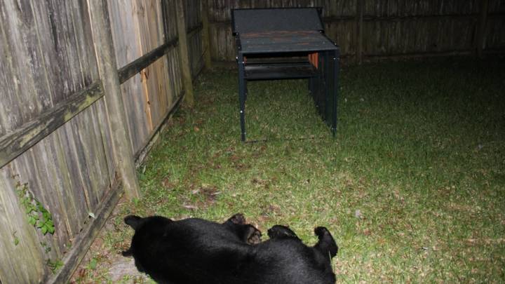 A man shot and killed a bear in his yard. He won’t face charges.