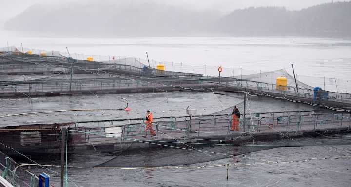 Open net salmon farm exodus expected in BC, documents reveal