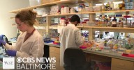 Synthetic, shelf-stable blood developed by Maryland scientist could save lives in emergencies