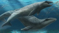 Terrifying ‘shark whale’ with mouth full of razor sharp teeth from 26million years ago is discovered in Australia