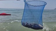 Dead rats wash ashore on famed beach at Brit holiday hotspot as sunbathers 'forced to flee the rodents'