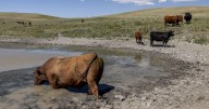 Less water, fewer calves: Historic drought threatens Blackfeet ranching economy