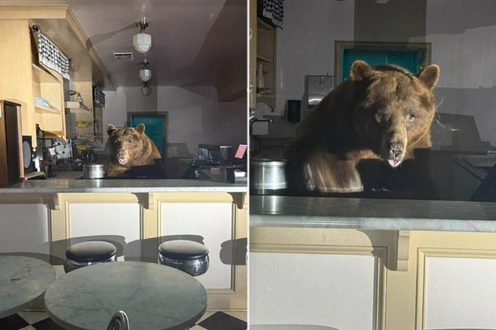 Massive bear raids Lake Tahoe ice cream parlor -- and went wild for this particular flavor