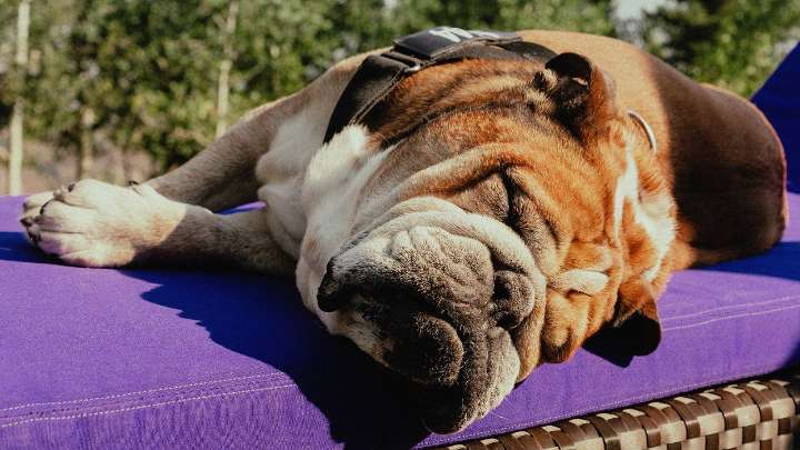 Like Lewis Hamilton, His Dog, Roscoe, Was Destined to Be a Champion