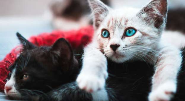 Día Internacional del Gato: 6 razas más raras de gatos en el mundo